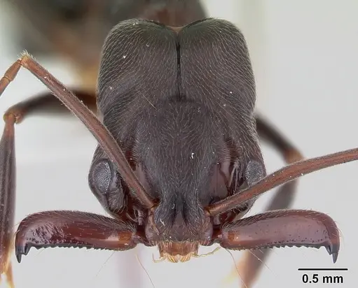 Odontomachus troglodytes specimen CASENT0178263 image casent0178263_2