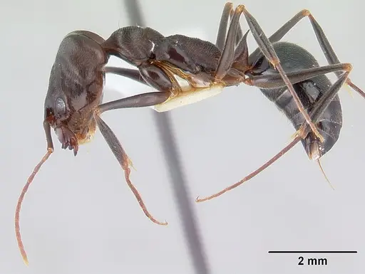 Odontomachus troglodytes specimen CASENT0178263 image casent0178263_3