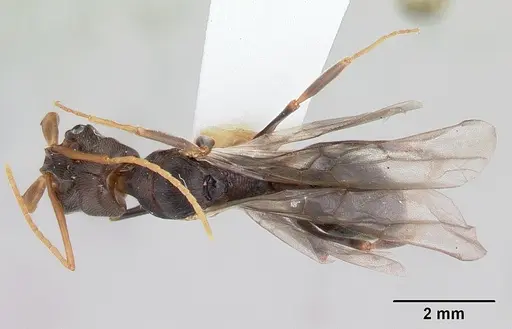 Odontomachus troglodytes specimen CASENT0178264 image casent0178264_1