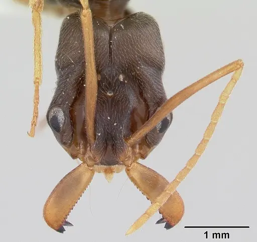 Odontomachus troglodytes specimen CASENT0178264 image casent0178264_2