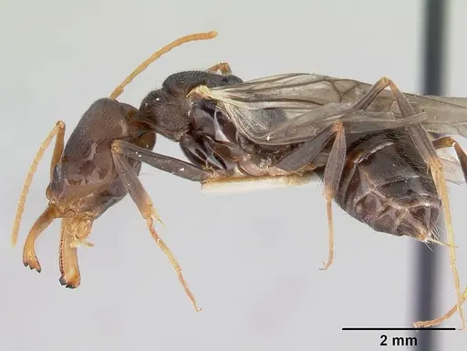 Odontomachus troglodytes specimen CASENT0178264 image casent0178264_3