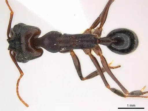 Odontomachus troglodytes specimen CASENT0217180 image casent0217180_1