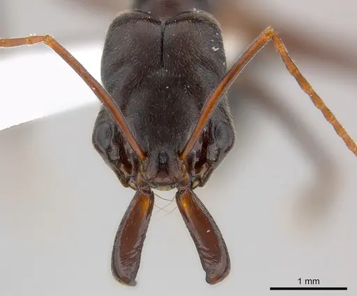 Odontomachus troglodytes specimen CASENT0217180 image casent0217180_2