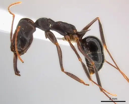 Odontomachus troglodytes specimen CASENT0217180 image casent0217180_3