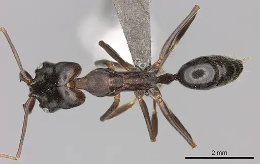 Odontomachus troglodytes specimen CASENT0235559 image casent0235559_1