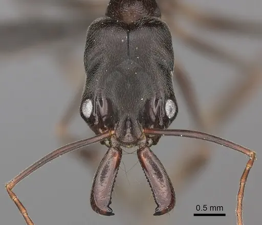 Odontomachus troglodytes specimen CASENT0235559 image casent0235559_2