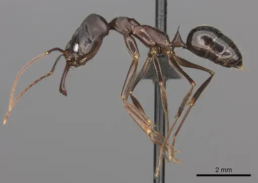 Odontomachus troglodytes specimen CASENT0235559 image casent0235559_3