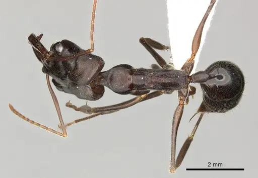 Odontomachus troglodytes specimen CASENT0249121 image casent0249121_1