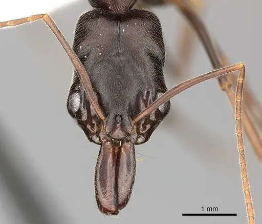 Odontomachus troglodytes specimen CASENT0249121 image casent0249121_2