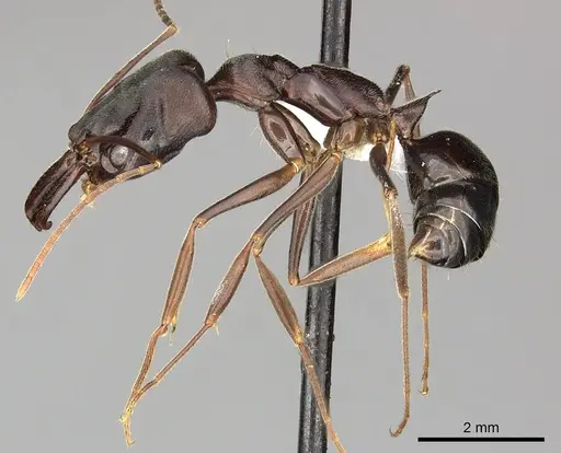 Odontomachus troglodytes specimen CASENT0249121 image casent0249121_3