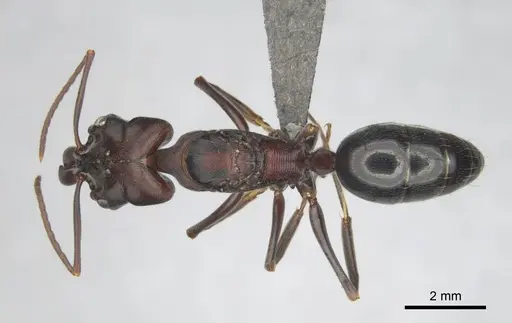Odontomachus troglodytes specimen CASENT0251902 image casent0251902_1