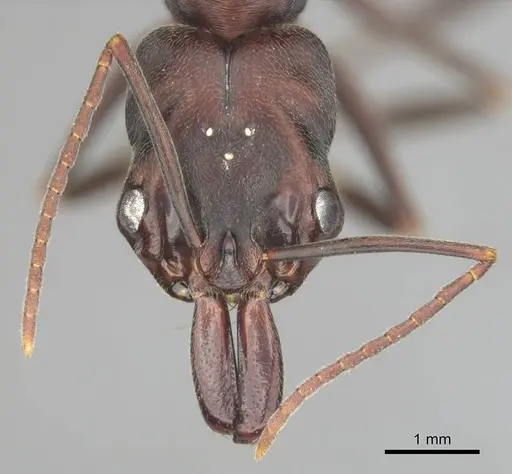 Odontomachus troglodytes specimen CASENT0251902 image casent0251902_2