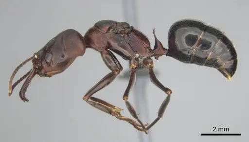 Odontomachus troglodytes specimen CASENT0251902 image casent0251902_3