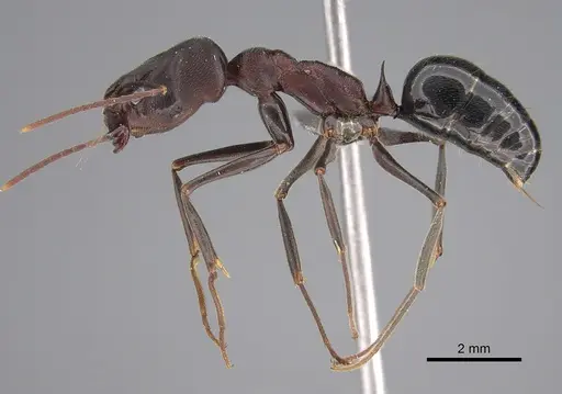 Odontomachus troglodytes specimen CASENT0253632 image casent0253632_1