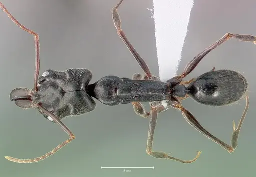 Odontomachus troglodytes specimen CASENT0400531 image casent0400531_1