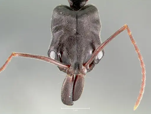 Odontomachus troglodytes specimen CASENT0400531 image casent0400531_2