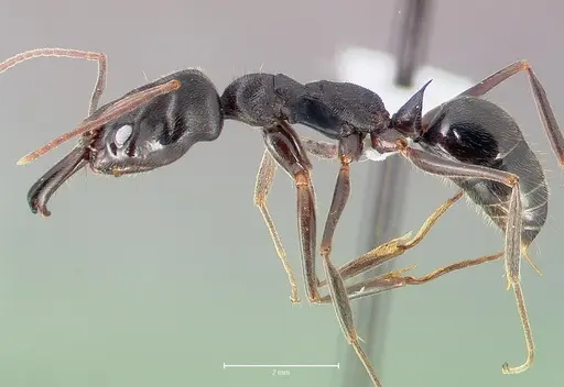 Odontomachus troglodytes specimen CASENT0400531 image casent0400531_3
