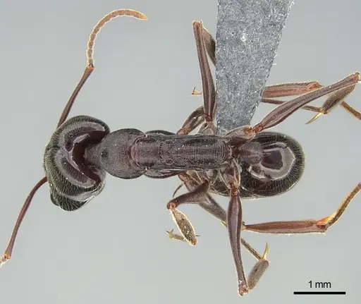 Odontomachus troglodytes specimen CASENT0745880 image casent0745880_1