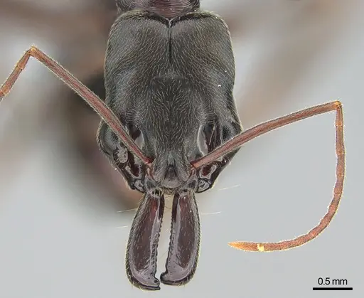 Odontomachus troglodytes specimen CASENT0745880 image casent0745880_2