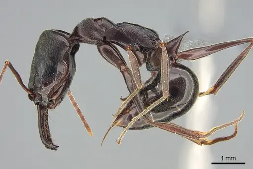 Odontomachus troglodytes specimen CASENT0745880 image casent0745880_3