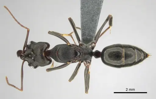 Odontomachus troglodytes specimen CASENT0815872 image casent0815872_1