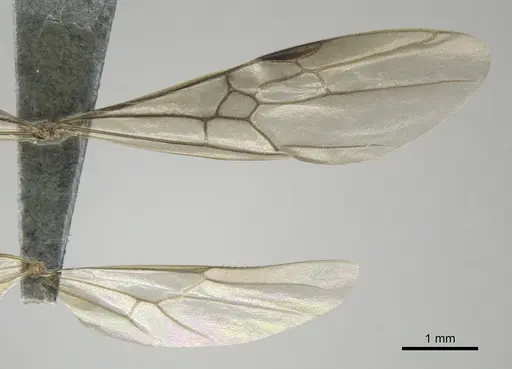 Odontomachus troglodytes specimen CASENT0815872 image casent0815872_2