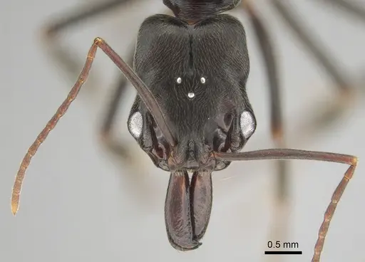 Odontomachus troglodytes specimen CASENT0815872 image casent0815872_3