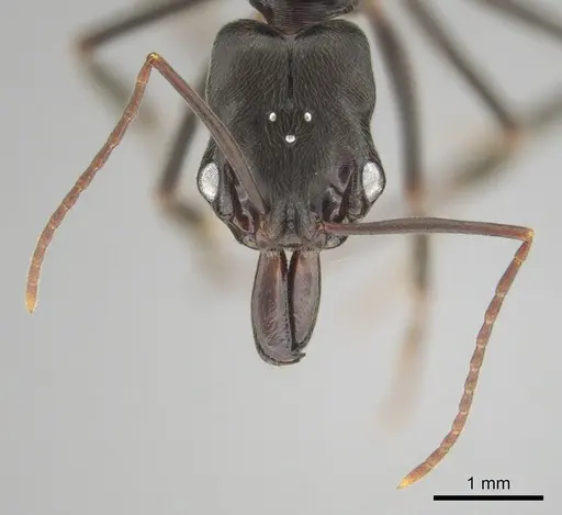 Odontomachus troglodytes specimen CASENT0815872 image casent0815872_4