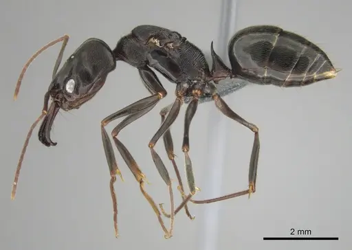 Odontomachus troglodytes specimen CASENT0815872 image casent0815872_5