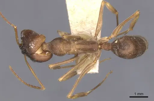 Odontomachus troglodytes specimen CASENT0915246 image casent0915246_1