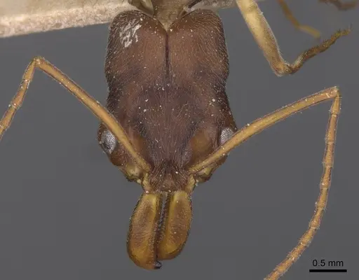 Odontomachus troglodytes specimen CASENT0915246 image casent0915246_2