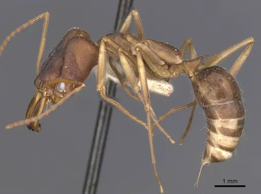 Odontomachus troglodytes specimen CASENT0915246 image casent0915246_3