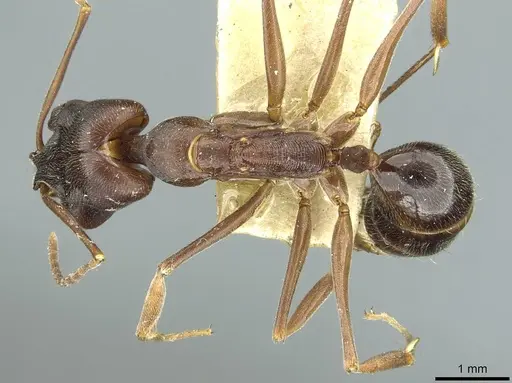 Odontomachus troglodytes specimen RMCAENT000017743 image rmcaent000017743_1