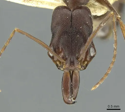 Odontomachus troglodytes specimen RMCAENT000017743 image rmcaent000017743_2