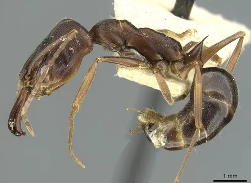 Odontomachus troglodytes specimen RMCAENT000017743 image rmcaent000017743_3