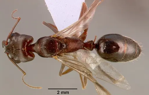 Odontomachus troglodytes specimen SAM-HYM-C000745A image sam-hym-c000745a_1
