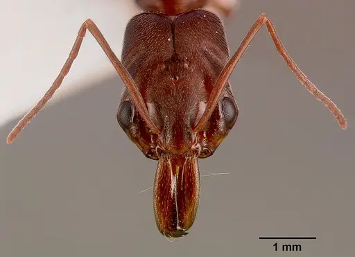 Odontomachus troglodytes specimen SAM-HYM-C000745A image sam-hym-c000745a_2