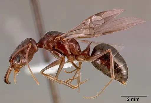 Odontomachus troglodytes specimen SAM-HYM-C000745A image sam-hym-c000745a_3