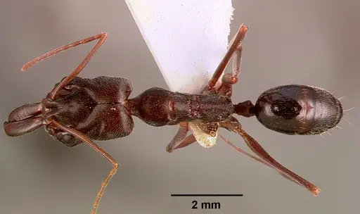 Odontomachus troglodytes specimen SAM-HYM-C000745B image sam-hym-c000745b_1