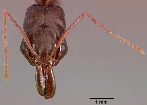 Odontomachus troglodytes specimen SAM-HYM-C000745B image sam-hym-c000745b_2
