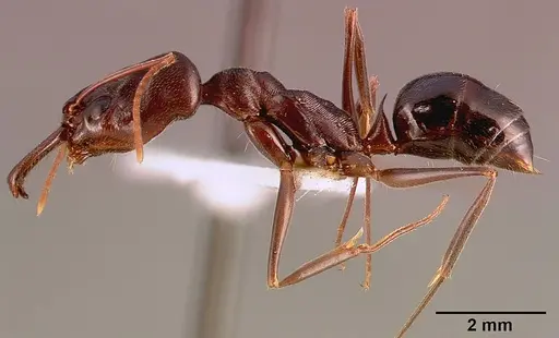 Odontomachus troglodytes specimen SAM-HYM-C000745B image sam-hym-c000745b_3