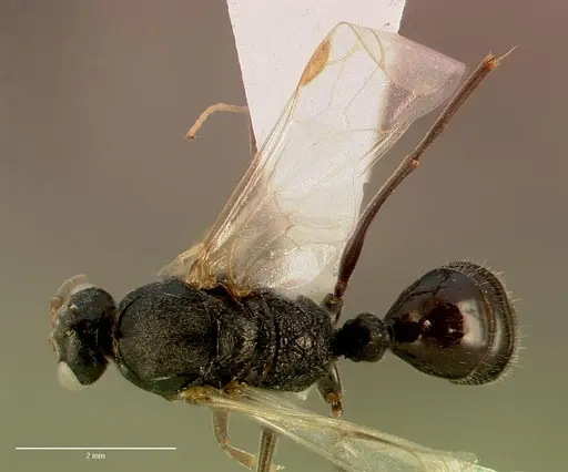 Odontomachus troglodytes specimen SAM-HYM-C006238A image sam-hym-c006238a_1