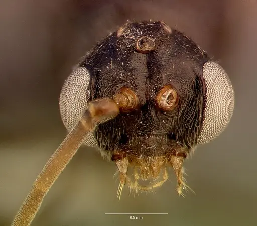Odontomachus troglodytes specimen SAM-HYM-C006238A image sam-hym-c006238a_2