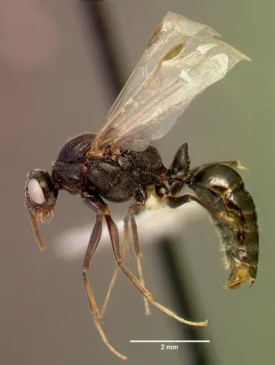 Odontomachus troglodytes specimen SAM-HYM-C006238A image sam-hym-c006238a_3