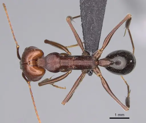 Odontomachus turneri specimen CASENT0114965 image casent0114965_1