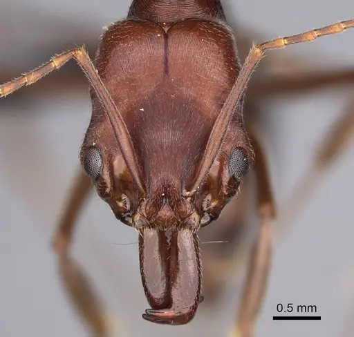 Odontomachus turneri specimen CASENT0114965 image casent0114965_2