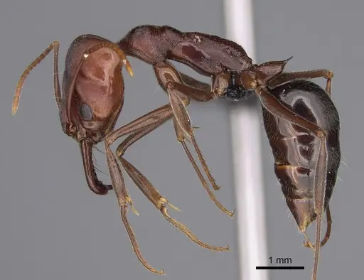 Odontomachus turneri specimen CASENT0114965 image casent0114965_3