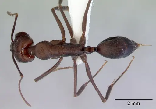 Odontomachus turneri specimen CASENT0172405 image casent0172405_1