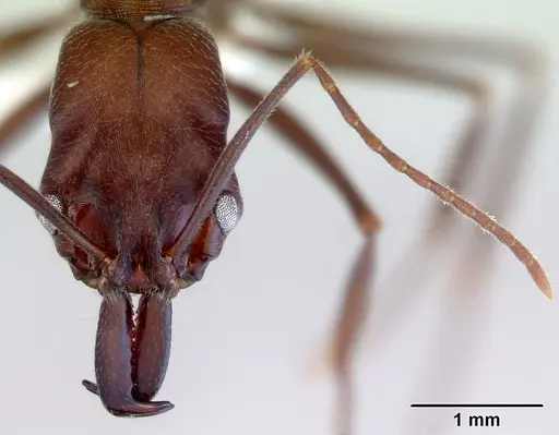 Odontomachus turneri specimen CASENT0172405 image casent0172405_2