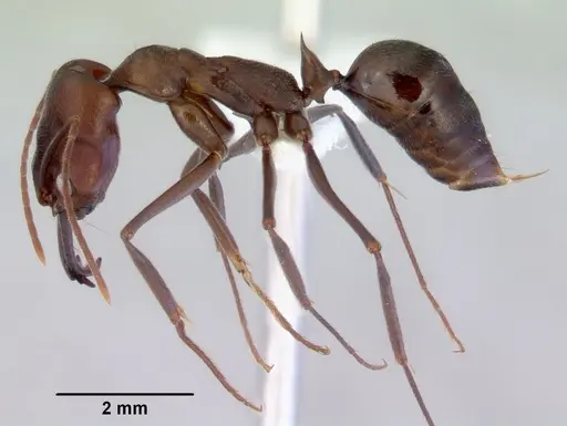 Odontomachus turneri specimen CASENT0172405 image casent0172405_3